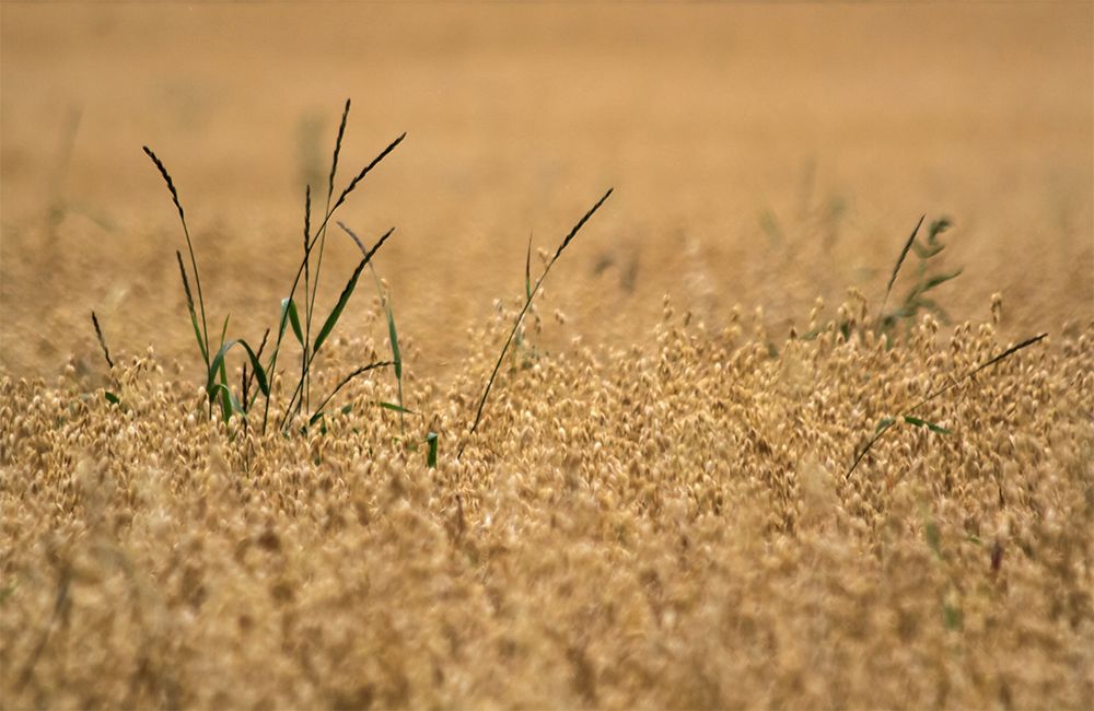 Фотография автора DZINTRA REGINA JANSONE