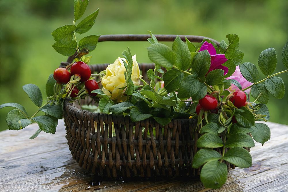 Фотография автора DZINTRA REGINA JANSONE