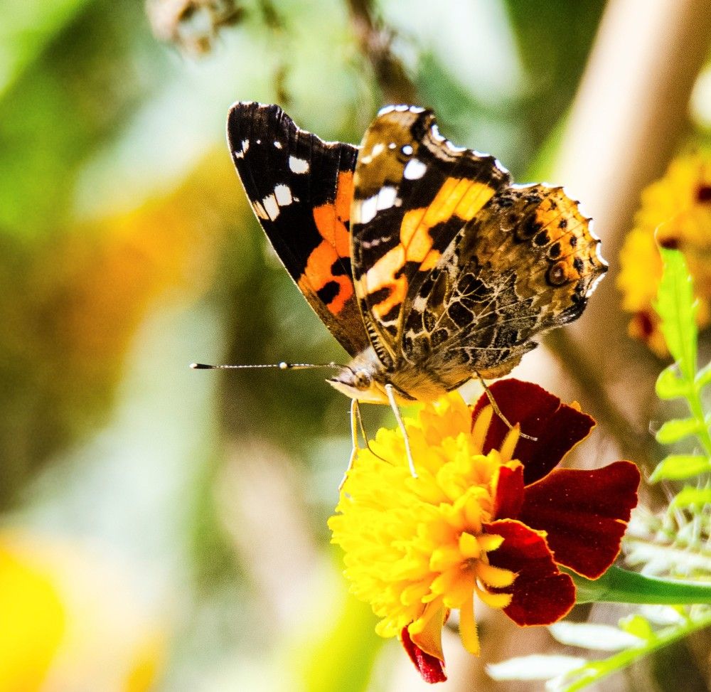 Photograph by Kushal Sharma