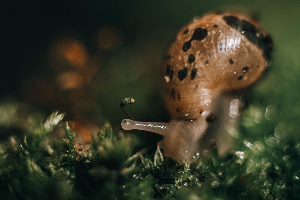 Photograph by Анна Колесникова