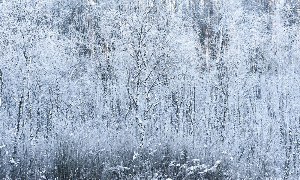 Birches / Березы