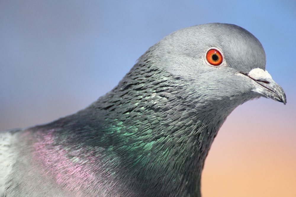 Красота привычной птицы