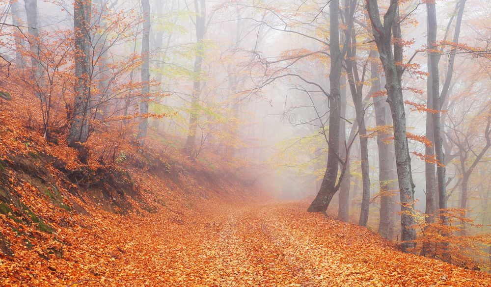 Foggy autumn forest