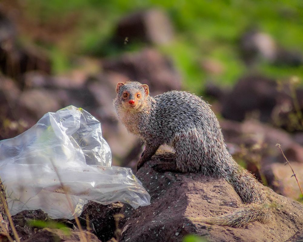 East or west humans are the best