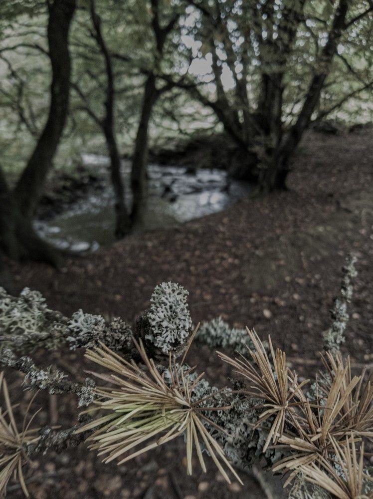 Photograph by Раиса Ламли