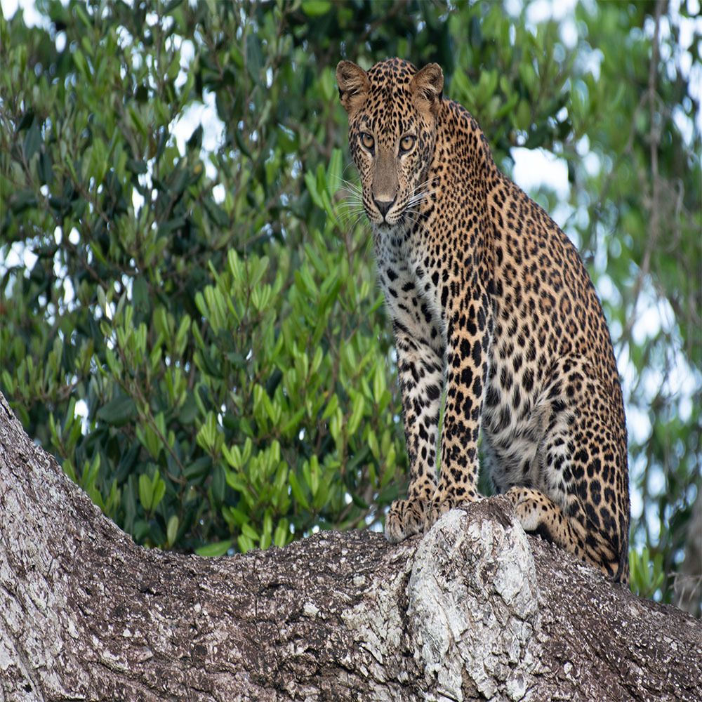 The leopard sit in the tree.