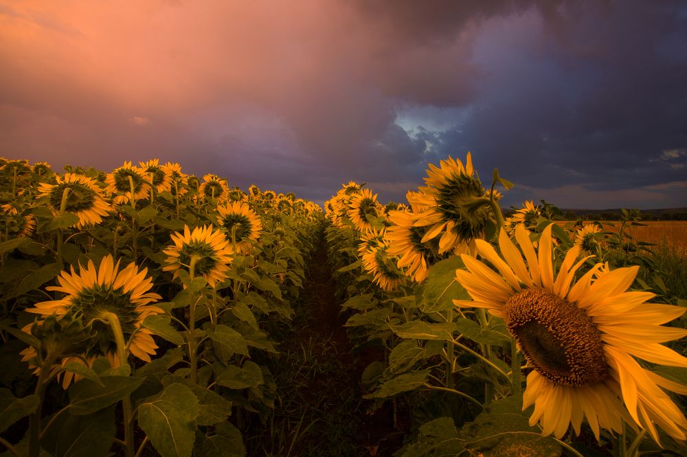 Moody sunflowers
