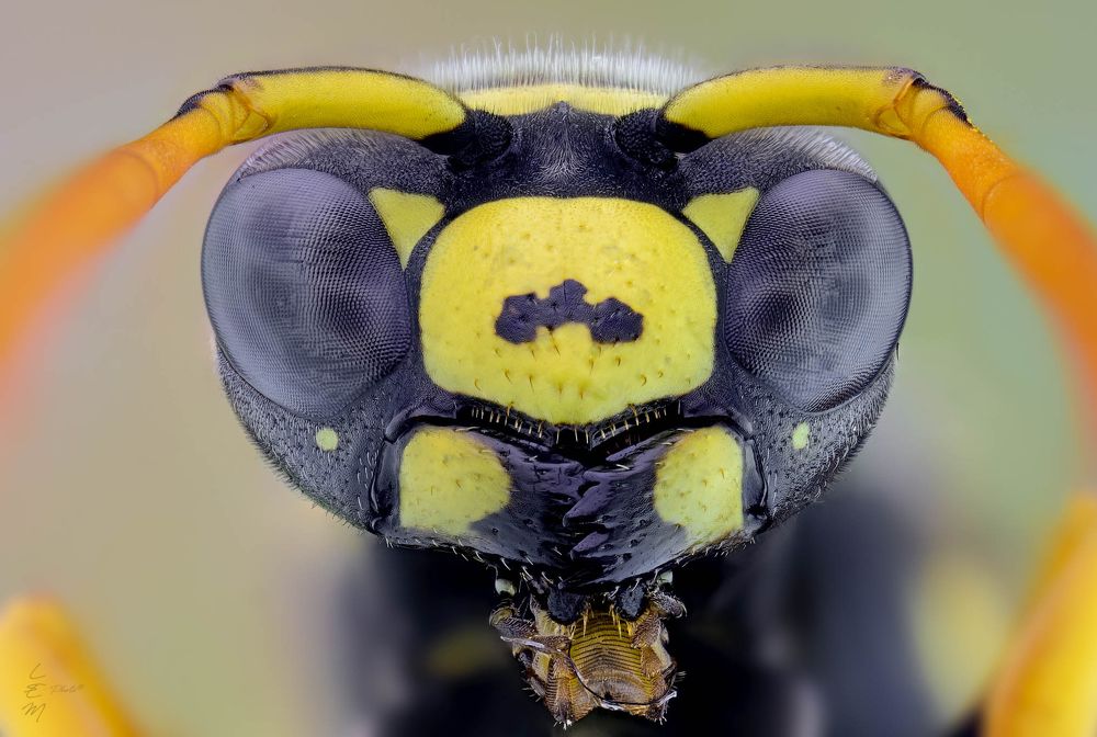 Photograph by Enrico Luzi