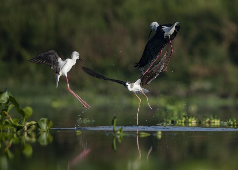 Mating of Black winged Stilts