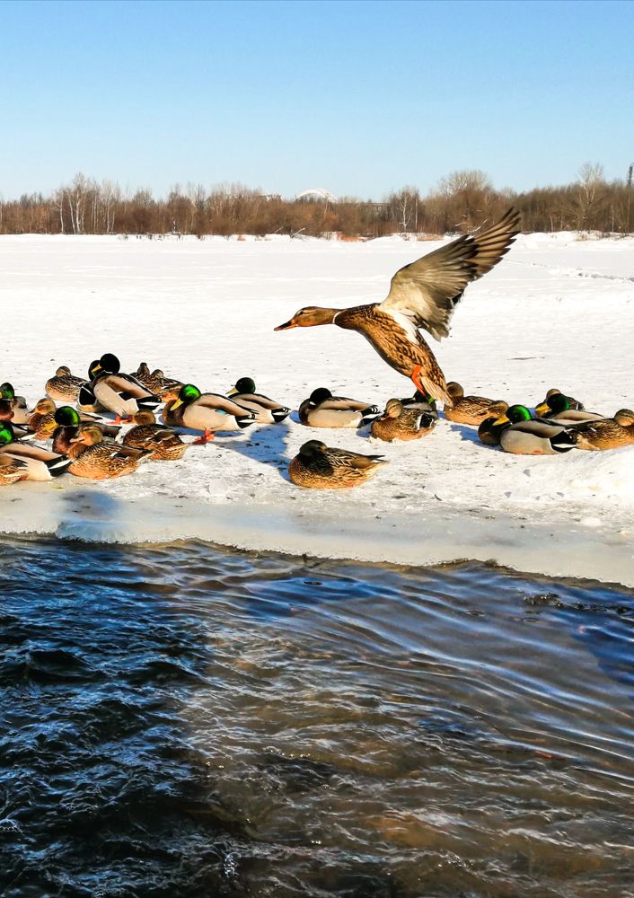 Утиные истории