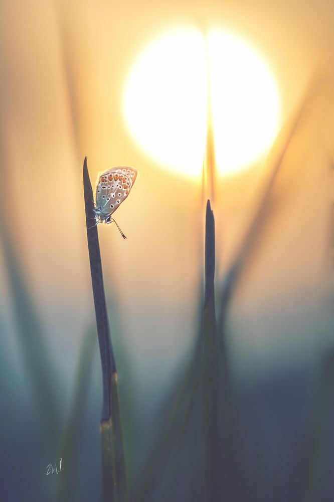 Photograph by Mohammed Oussama