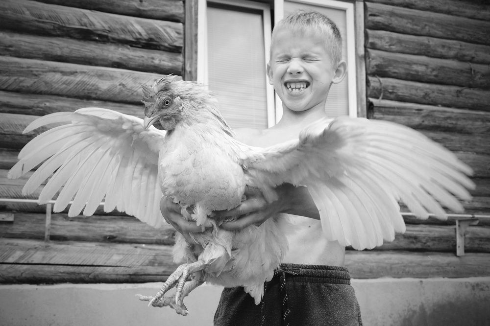 Куры тоже умеют летать