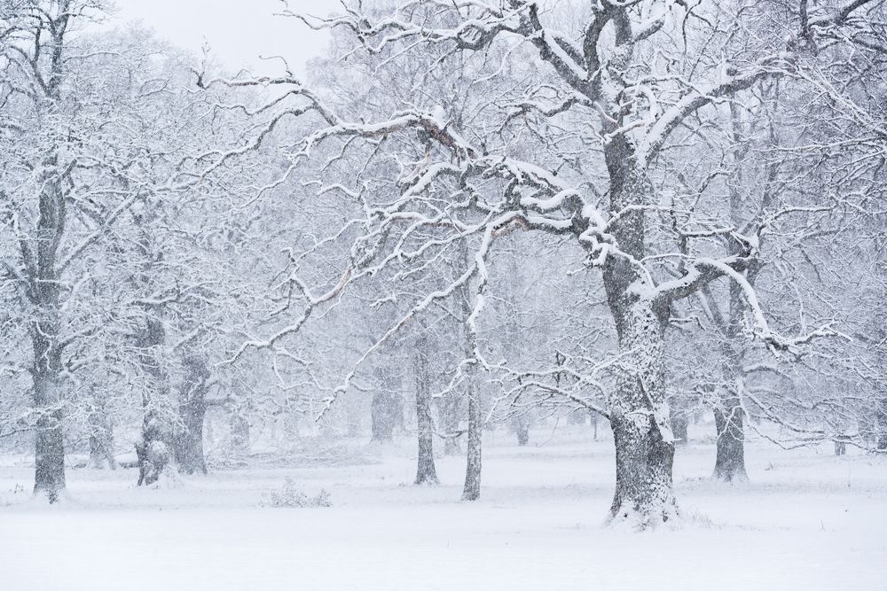 Snowfall in the Oak Tree Pasture