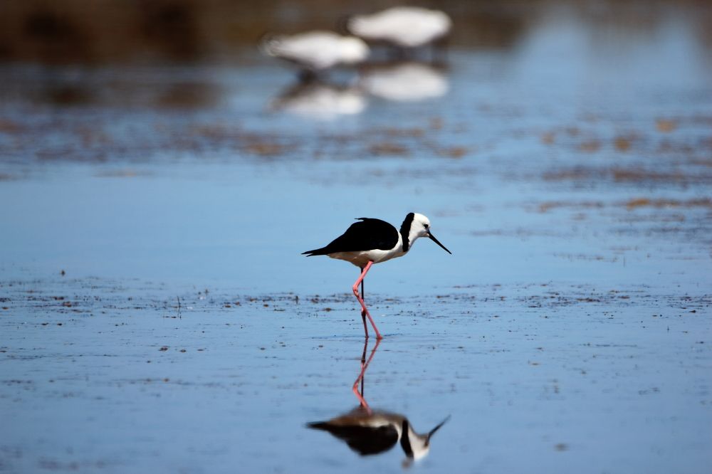 Pied Stilt