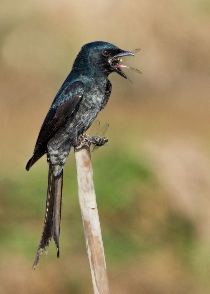 Photograph by Pinak Paul