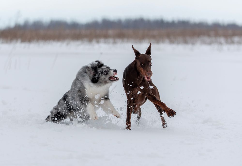 Ответный удар