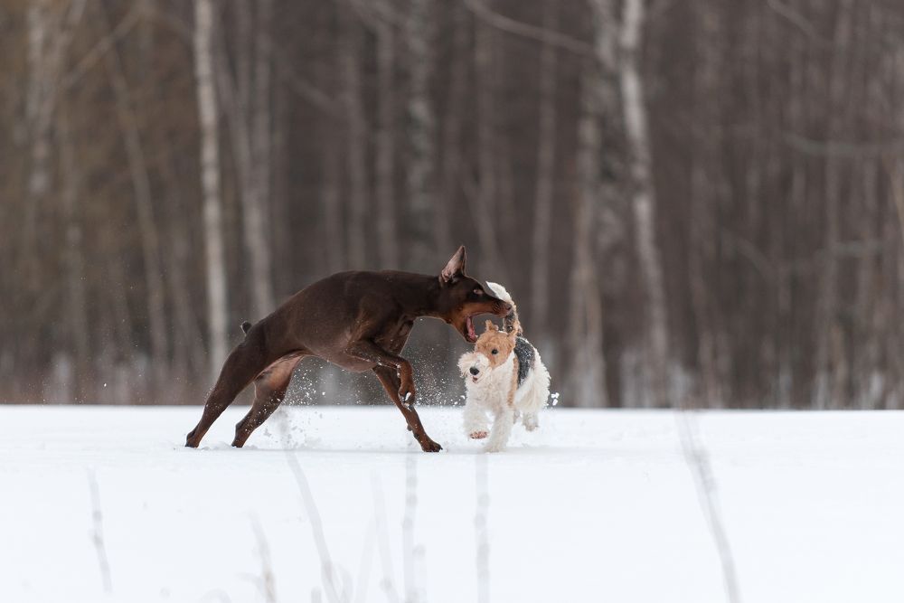 Photograph by Алина Сулейманова