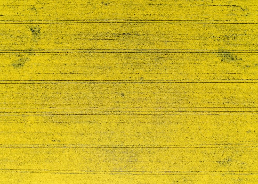 Rape field