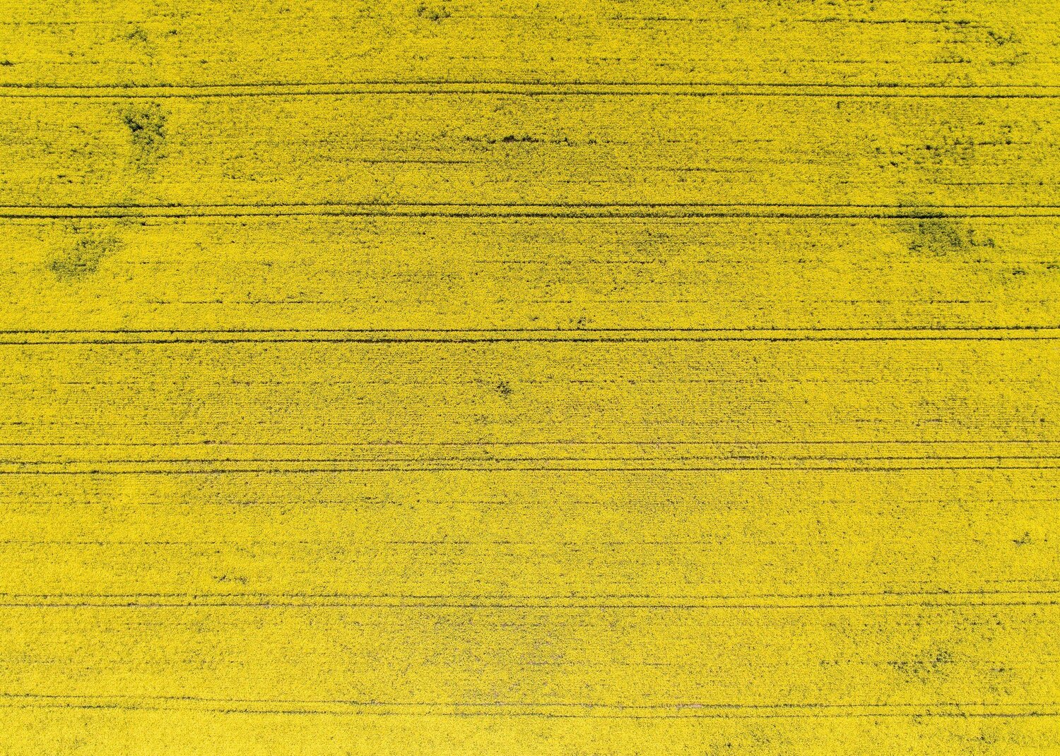 Rape field