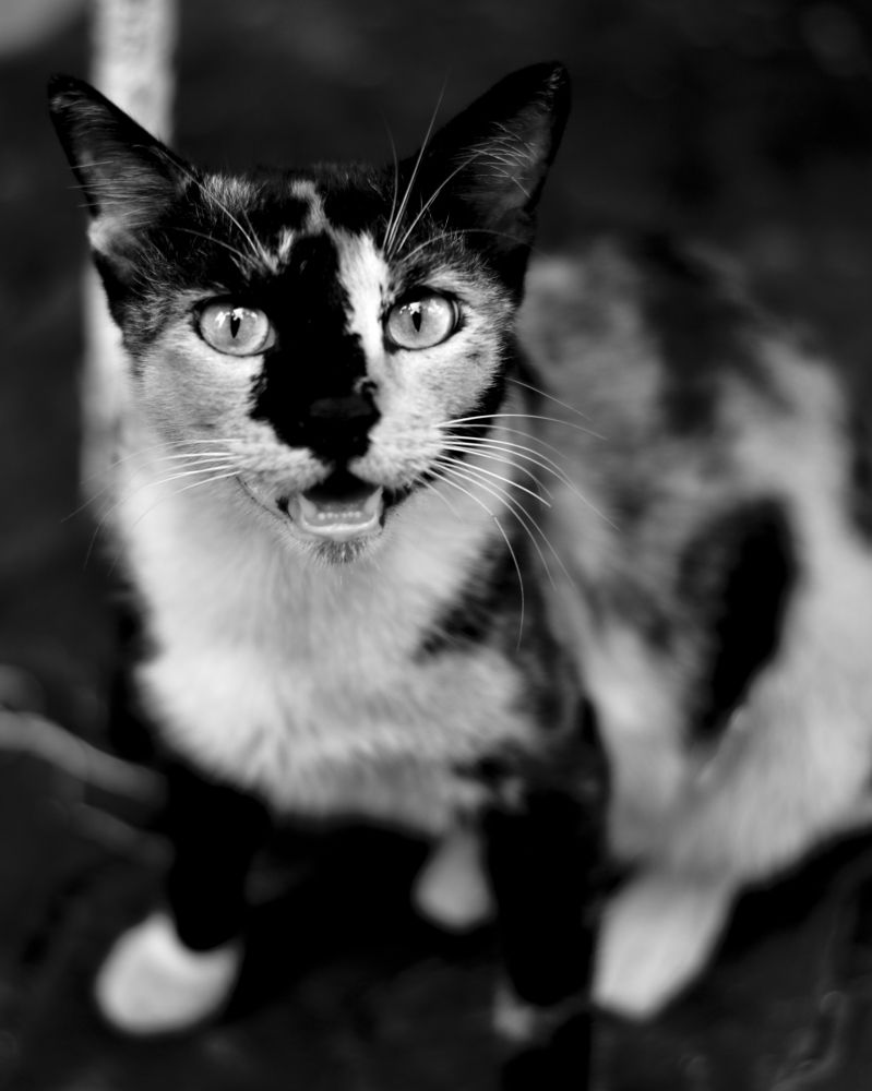 Photograph by Bishnu Goenka