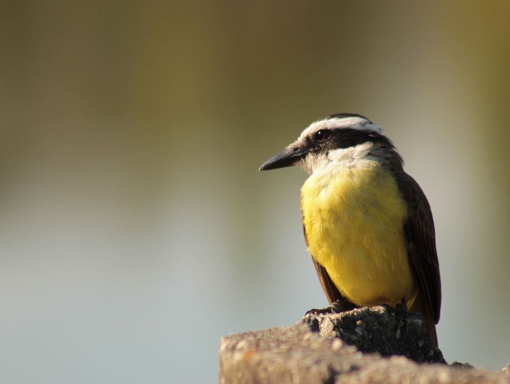 Photograph by Ricardo Venerando