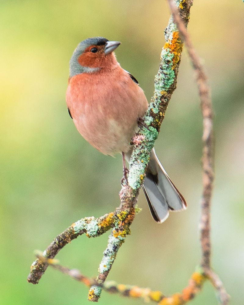 Tentilhão-comum (Fringilla coelebs)