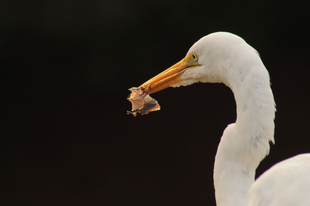 Photograph by Ricardo Venerando