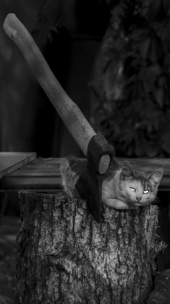 Знает кошка, где мясо рубят