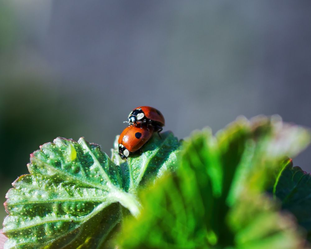Фотография автора Валерий Лушин