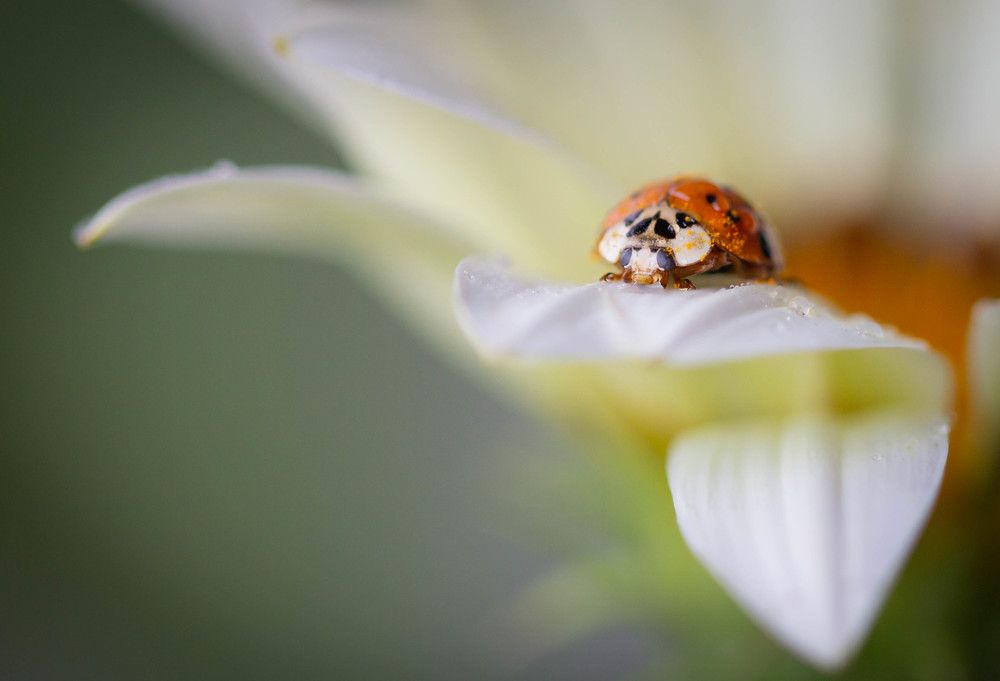 Photograph by CAROLINA BIANCHI