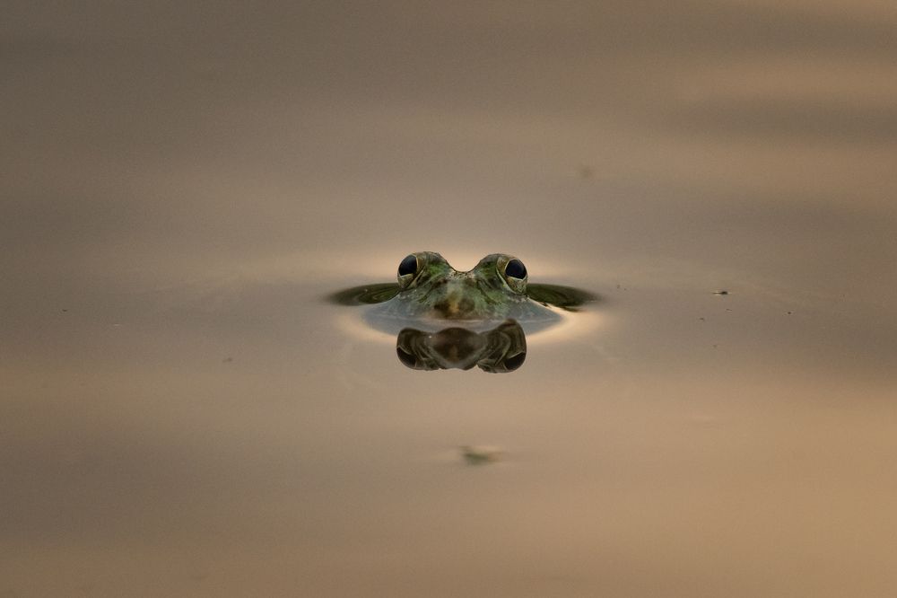 Photograph by Dipanjan Pal