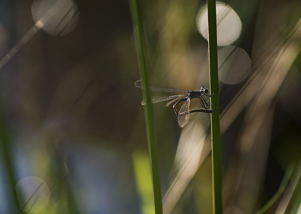 Photograph by Полина Васеева
