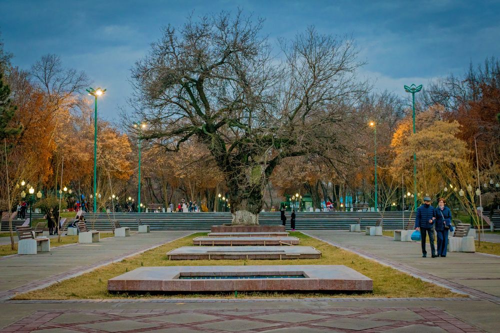 Вечерний зимний Ташкент. Тутовник которому 145 лет.
