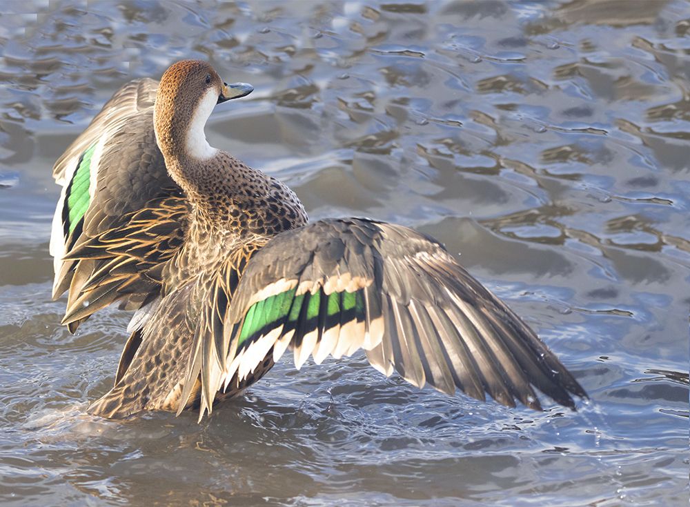 Photograph by Светлана Барабанщикова