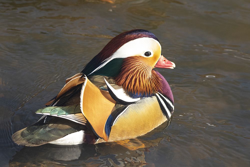 Photograph by Светлана Барабанщикова