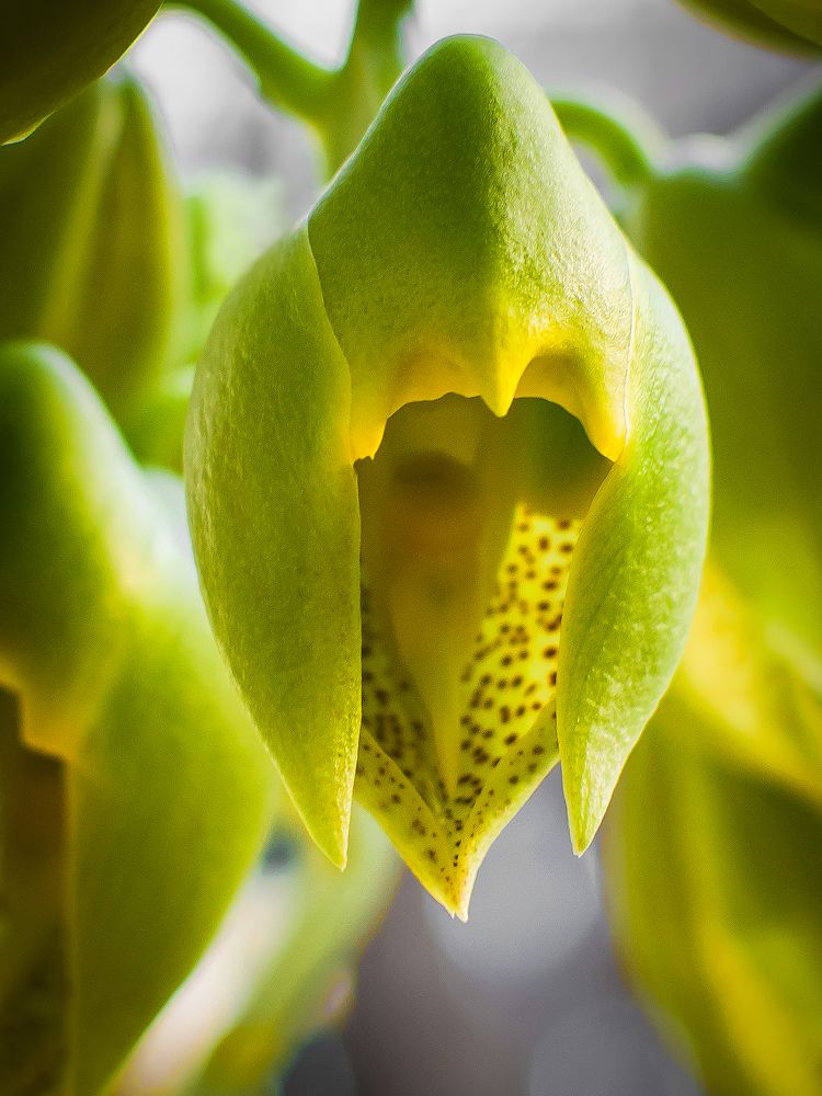 Catasetum macrocarpum orchid