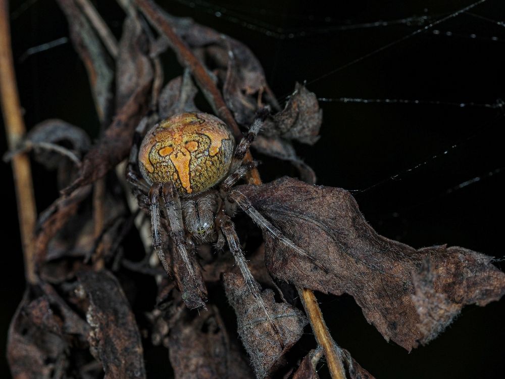 Photograph by Максим Кошелев