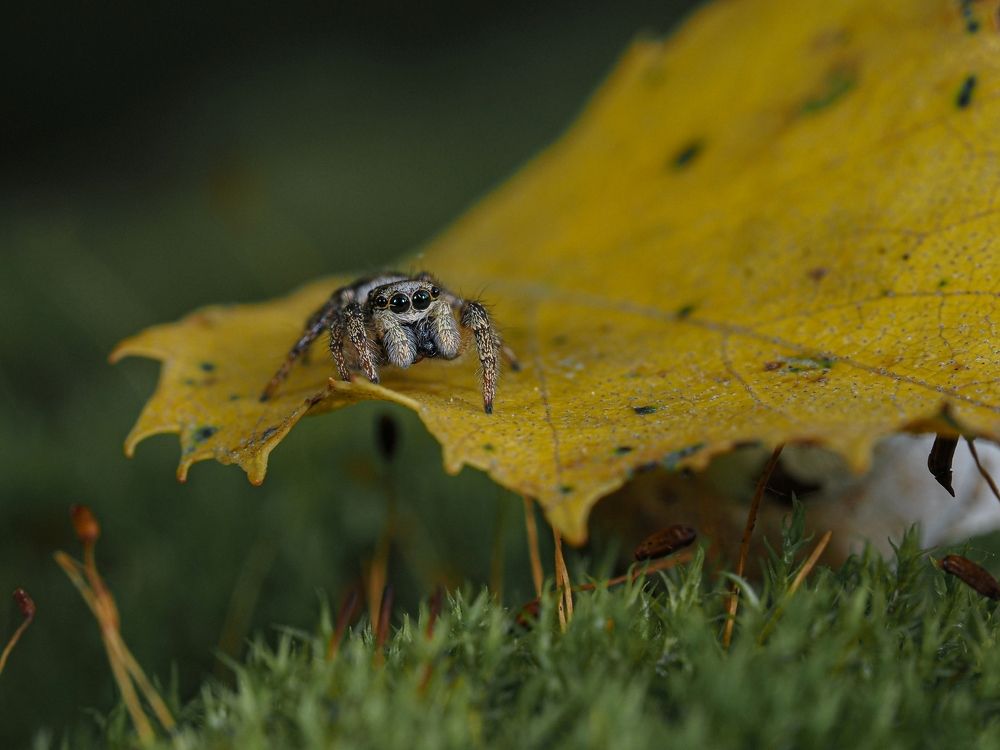 Photograph by Максим Кошелев