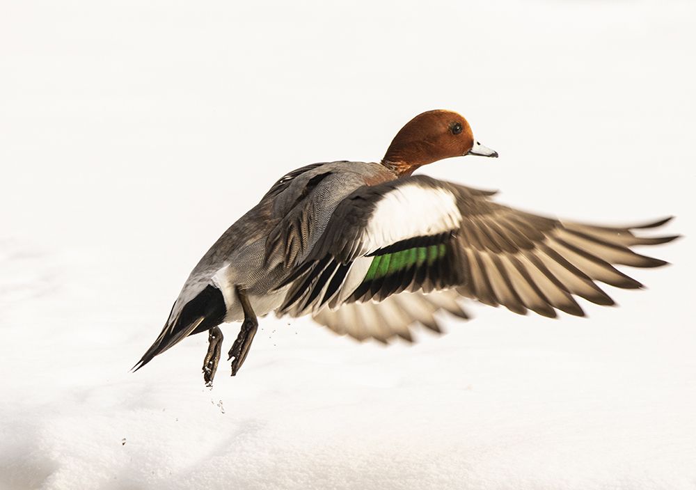 Photograph by Светлана Барабанщикова