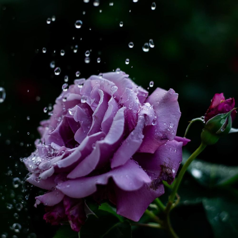 Фотография автора Юлія