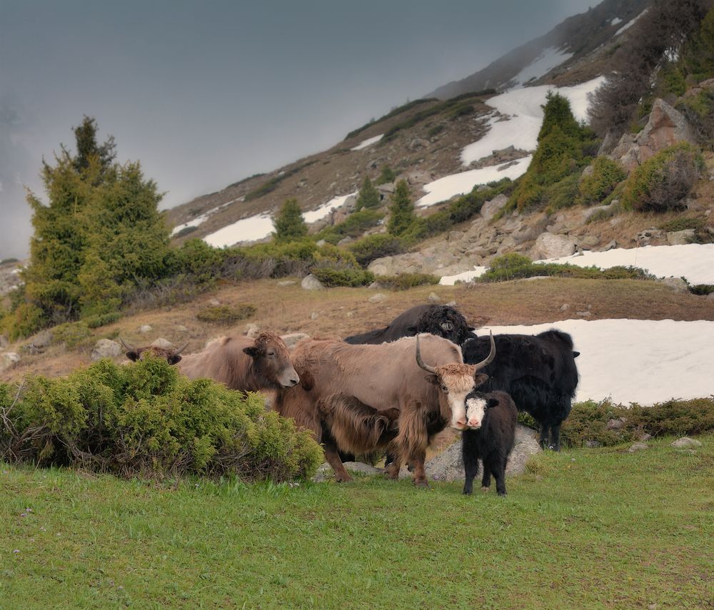 Мы вас видим.