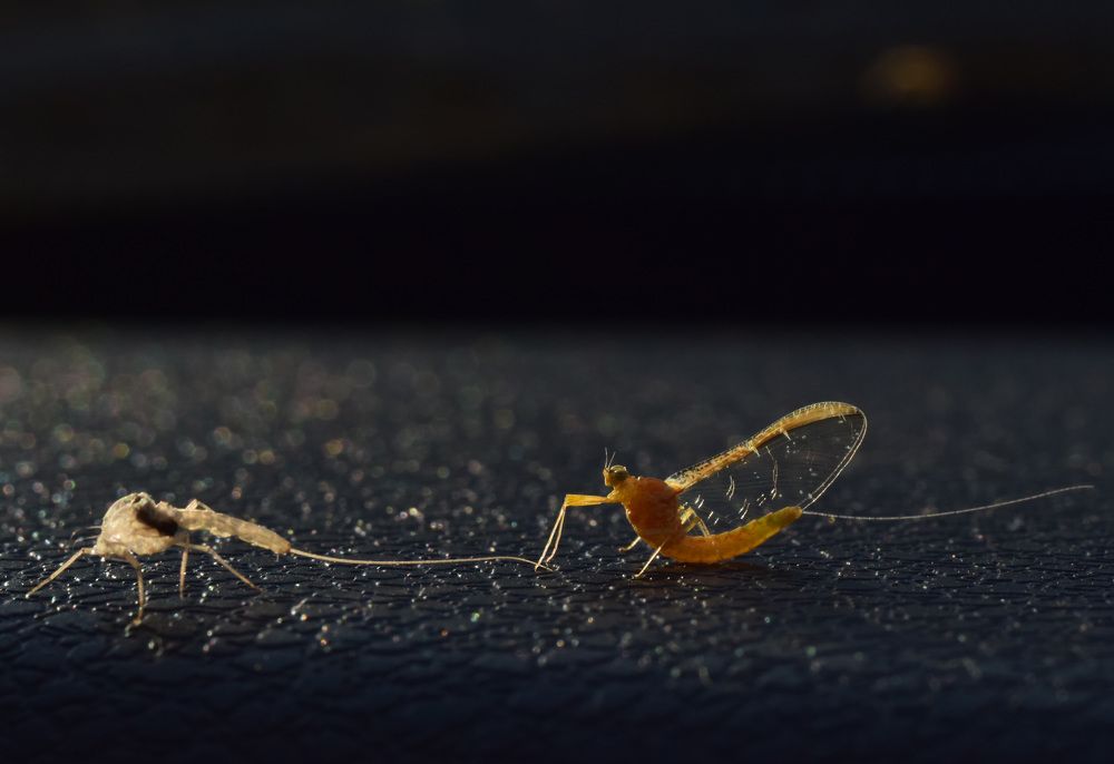 Новая жизнь