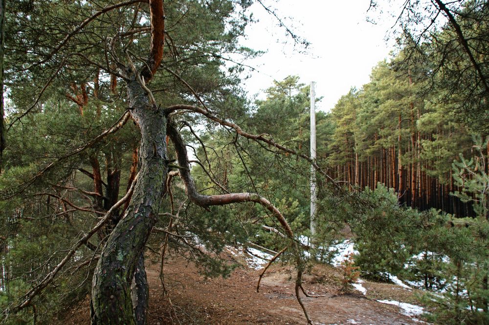 Лесной страж.