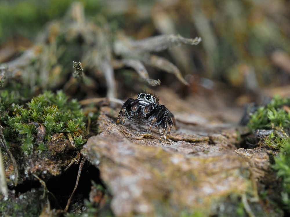 Photograph by Максим Кошелев