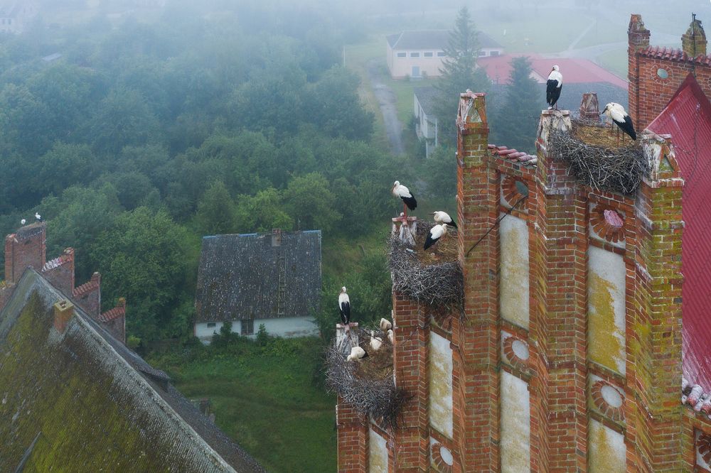 Там, где живут аисты