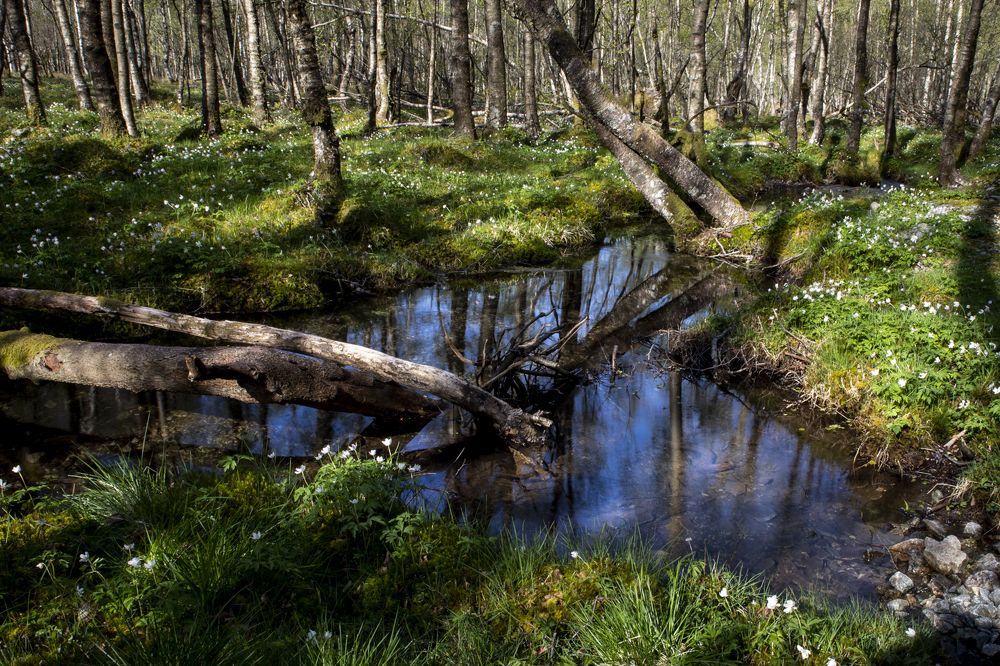 Spring in the Forest