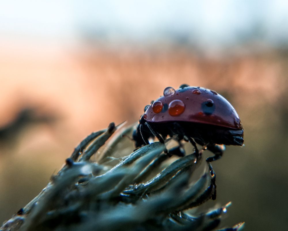 Фотография автора Дмитрий Деревянко