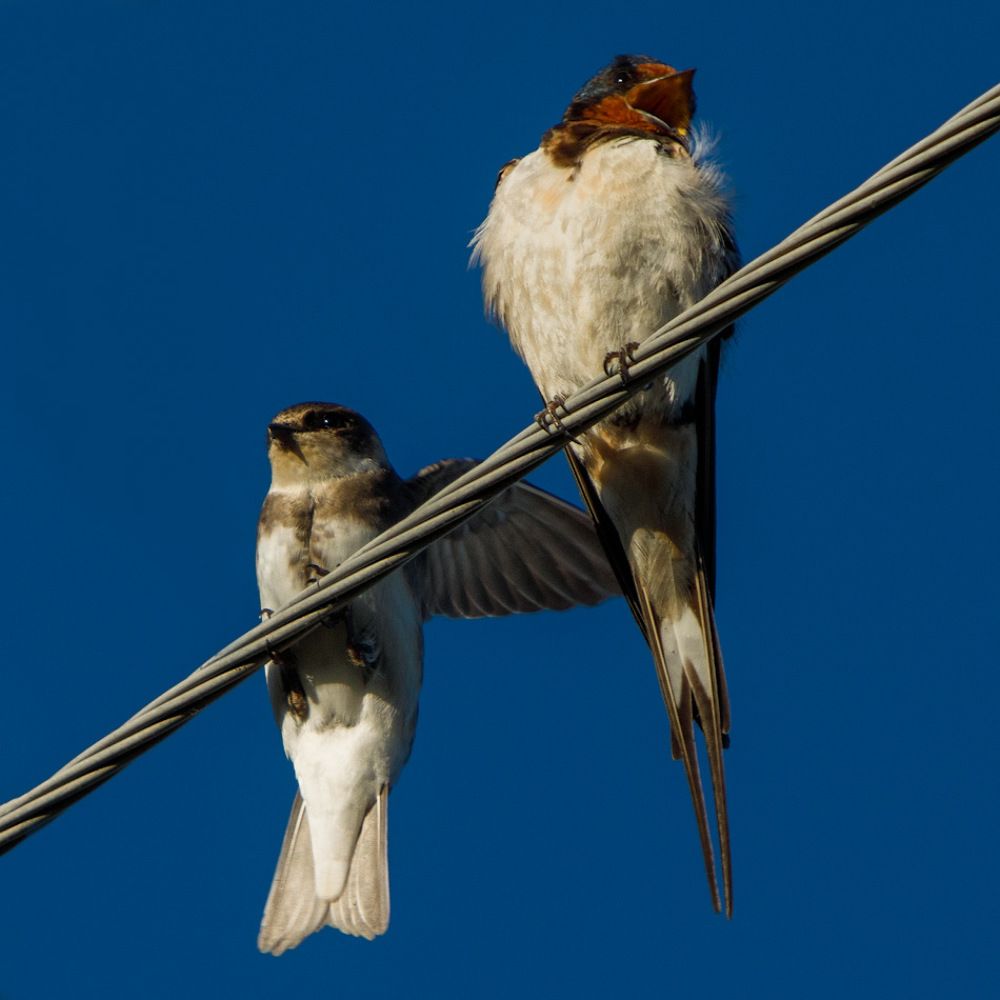 Flights in the wires