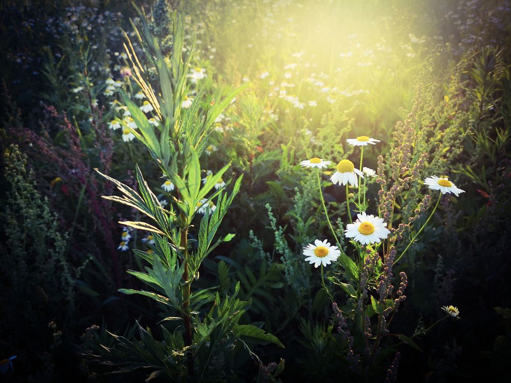 Photograph by Аля Кнастер