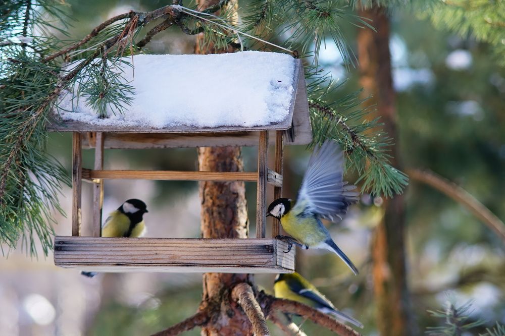 Photograph by Александр Кизим